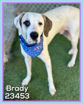 BRADY -  Hound Dog for Adoption in Marietta, Georgia - BRADY | PetCurious