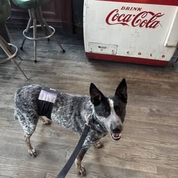 Australian Cattle Dog Blue Heeler Dogs Available for Adoption in Stewart Manor, New York - Hardy | PetCurious