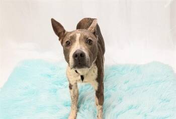 JUPITER -  American Staffordshire Terrier and Australian Cattle Dog Blue Heeler Dog for Adoption in Fort Lauderdale, Florida - JUPITER | PetCurious