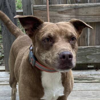 Starlite -  Mixed Breed Dog for Adoption in Pulaski, Tennessee - Starlite | PetCurious