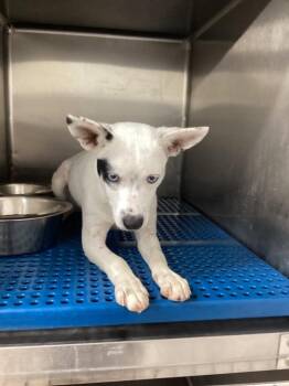 Koda -  Affenpinscher Dog Available for Adoption in Nacogdoches, Texas - Koda | PetCurious