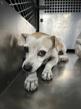 Rescue Chihuahua and Mixed Breed Dogs for Adoption in Fort Worth, Texas - Moma | PetCurious