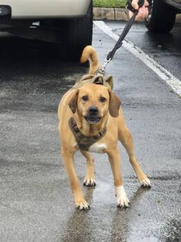 KELLY -  Rhodesian Ridgeback Dog for Adoption in San Antonio, Texas - KELLY | PetCurious