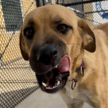 Cadence -  Shepherd Dog for Adoption in Norman, Oklahoma - Cadence | PetCurious