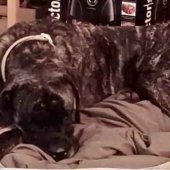 Cocoa -  Mastiff Dog for Adoption in Edmond, Oklahoma - Cocoa | PetCurious