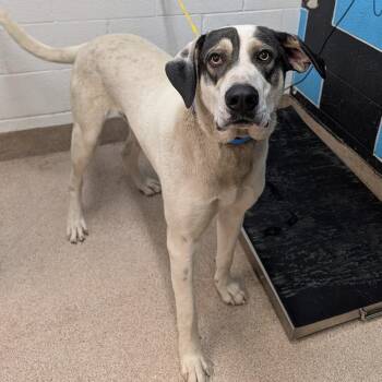 Anatolian Shepherd and Mixed Breed Dogs Available for Adoption in Ardmore, Oklahoma - Domino | PetCurious
