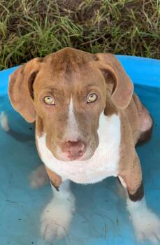 Rescue Pit Bull Terrier Dogs for Adoption in Conroe, Texas - Whiskey (East Texas Puppies) | PetCurious