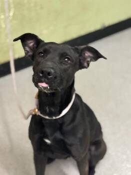 FLANNEL -  Labrador Retriever Dog for Adoption in Indianapolis, Indiana - FLANNEL | PetCurious