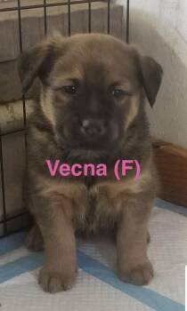 Chow Chow and Great Pyrenees Dogs Available for Adoption - Vecna | PetCurious