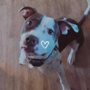 Mixed Breed Dogs Available for Adoption in Windsor, Virginia - Thor | PetCurious