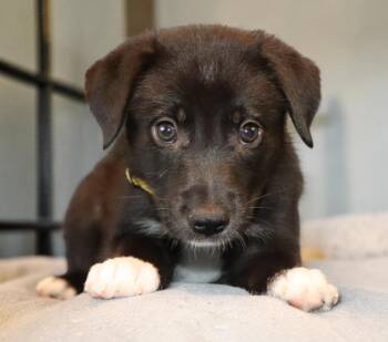 Azuki -  Mixed Breed Dog for Adoption in Mesa, Arizona - Azuki | PetCurious