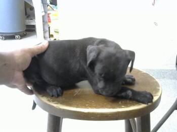 LORI -  Pit Bull Terrier and Labrador Retriever Dog for Adoption in Pasadena, Texas - LORI | PetCurious