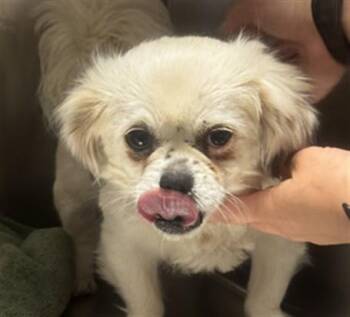 Mixed Breed Dogs Available for Adoption - A174302 | PetCurious