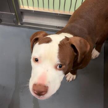Tonka -  Mixed Breed Dog for Adoption in Memphis, Tennessee - Tonka | PetCurious