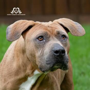 American Staffordshire Terrier Dogs Available for Adoption - Jax  | PetCurious