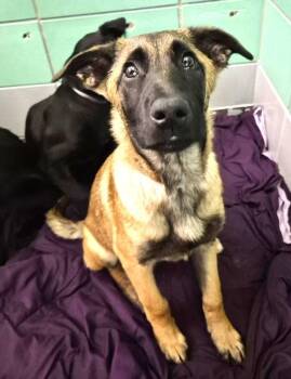 German Shepherd Dog and Mixed Breed Dogs Available for Adoption - GWEN | PetCurious