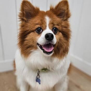 Asher -  Chihuahua and Mixed Breed Dog for Adoption in Chesapeake, Virginia - Asher | PetCurious