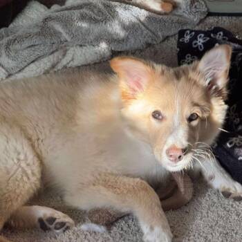 Whiskey -  Collie and Australian Shepherd Dog for Adoption in Nampa, Idaho - Whiskey | PetCurious