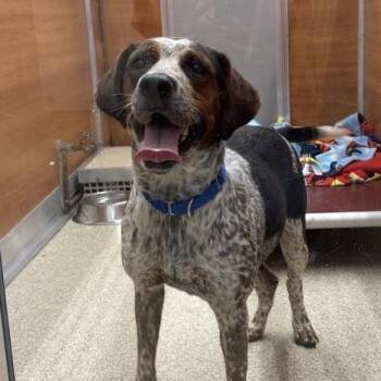 September -  Cattle Dog Dog for Adoption in Brentwood, Missouri - September | PetCurious