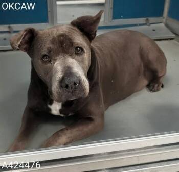 ATHENA -  Pit Bull Terrier Dog Available for Adoption in Oklahoma City, Oklahoma - ATHENA | PetCurious