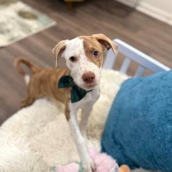 Carlos Tigre -  Pit Bull Terrier and Labrador Retriever Dog for Adoption in Friendswood, Texas - Carlos Tigre | PetCurious