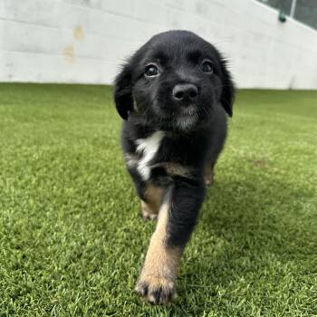 Vincent 8637 -  Mixed Breed Dog for Adoption in Loxahatchee Groves, Florida - Vincent 8637 | PetCurious