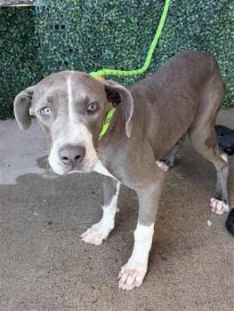 61531672 -  Pit Bull Terrier and Mixed Breed Dog for Adoption in El Paso, Texas - 61531672 | PetCurious