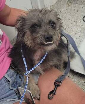 Mildred -  Mixed Breed Dog for Adoption in Kansas City, Missouri - Mildred | PetCurious
