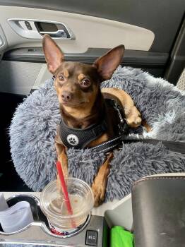 Rescue Miniature Pinscher Dogs for Adoption in Houston, Texas - Karl | PetCurious