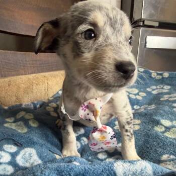 Fig -  Rat Terrier and Chihuahua Dog for Adoption in Aledo, Texas - Fig | PetCurious