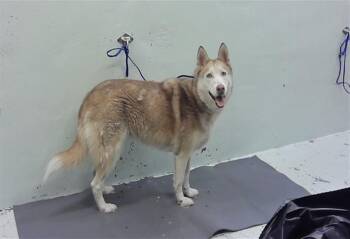 Siberian Husky and Mixed Breed Dogs Available for Adoption in Houston, Texas - KHALEESIA | PetCurious