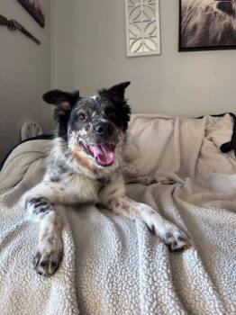 Rescue Mixed Breed Dogs for Adoption in Sparks, Nevada - Oliver | PetCurious