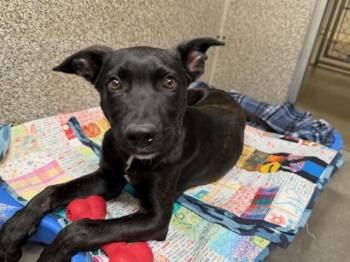 ADAM -  Belgian Shepherd Malinois and Mixed Breed Dog for Adoption in Santa Rosa, California - ADAM | PetCurious