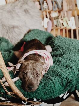 Rescue Mixed Breed Dogs for Adoption in Raleigh, North Carolina - Fiona Jo | PetCurious