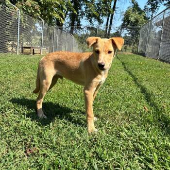 Carson -  Mixed Breed Dog for Adoption in Durham, North Carolina - Carson | PetCurious