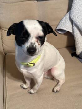 Ollie -  Chihuahua and Terrier Dog for Adoption in Fullerton, Pennsylvania - Ollie | PetCurious
