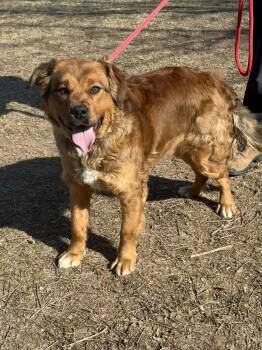 Golden Retriever Dogs Available for Adoption - Fozzie | PetCurious