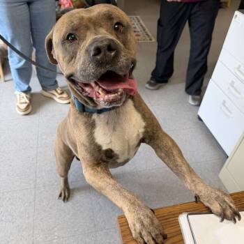 Lunch Box -  Pit Bull Terrier Dog for Adoption in Waynesville, North Carolina - Lunch Box | PetCurious