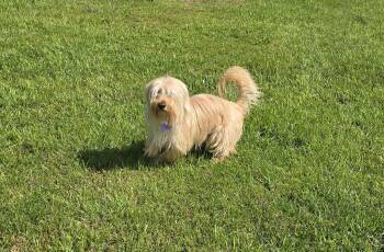 Rescue Yorkshire Terrier and Maltese Dogs for Adoption in Jamestown, North Dakota - Calvin | PetCurious