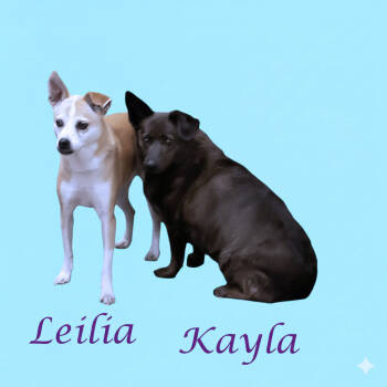 Rescue Rat Terrier Dogs for Adoption in Lebanon, Tennessee - Leila D25-201 | PetCurious