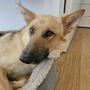 German Shepherd Dog Dogs Available for Adoption in New York, New York - Ana | PetCurious