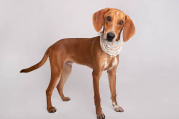 Rescue Redbone Coonhound and Mixed Breed Dogs for Adoption in Greenville, South Carolina - Warden | PetCurious