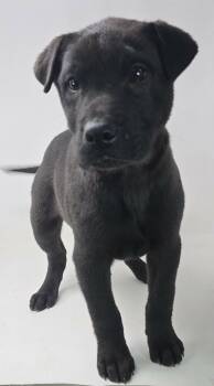 Shar Pei and Golden Retriever Dogs Available for Adoption - Othello *foster Needed*  | PetCurious