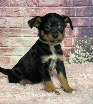 Chihuahua Dogs Available for Adoption in Sedalia, Colorado - Blackberry | PetCurious