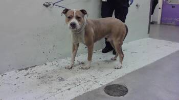 Staffordshire Bull Terrier and Mixed Breed Dogs Available for Adoption in Houston, Texas - A2069649 | PetCurious