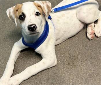 A660560 -  Labrador Retriever Dog for Adoption in Houston, Texas - A660560 | PetCurious