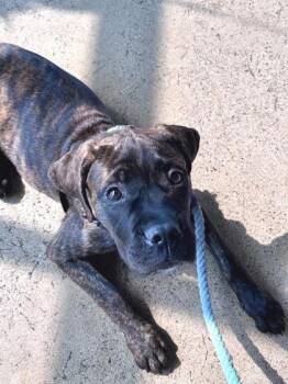 Halo -  Mastiff and Mixed Breed Dog for Adoption in Hobart, Indiana - Halo | PetCurious