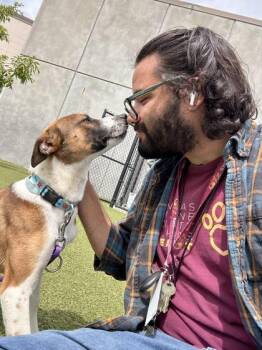 Mixed Breed Dogs Available for Adoption in Wichita, Kansas - Hermes | PetCurious