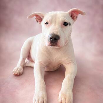 Grace -  Pit Bull Terrier Dog for Adoption in East St. Louis, Illinois - Grace | PetCurious