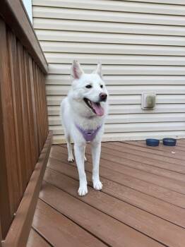 Rescue Spitz and Husky Dogs for Adoption in Gig Harbor, Washington - Blossom | PetCurious